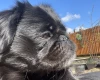 Pug