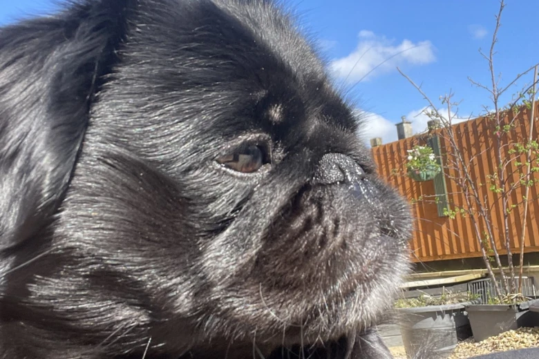 Pug
