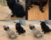 Pug