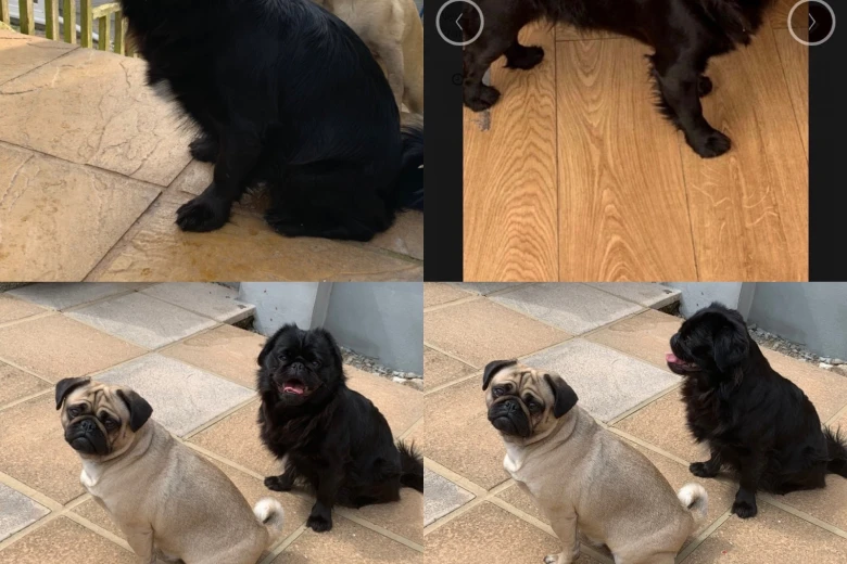 Pug