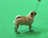 Pug