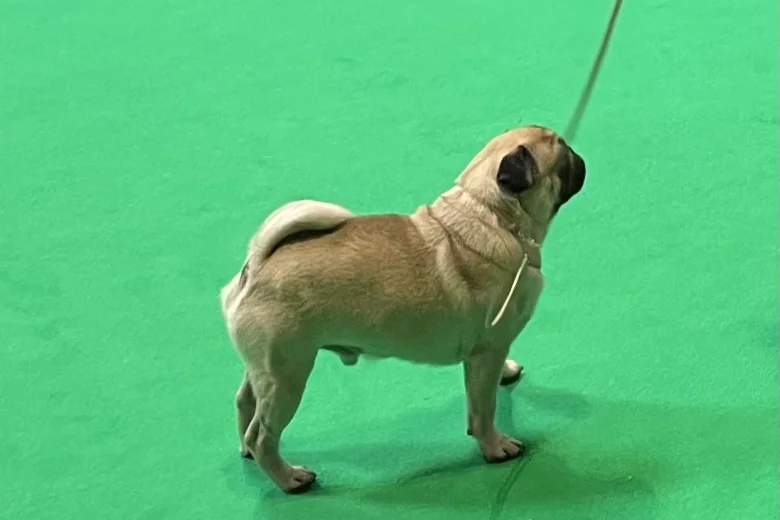 Pug