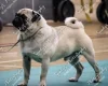 Pug