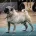 Pug