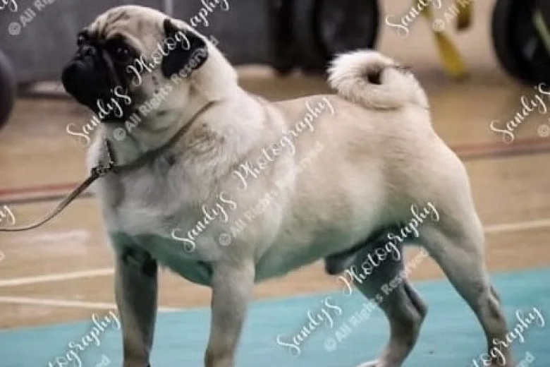 Pug