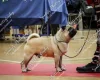 Pug