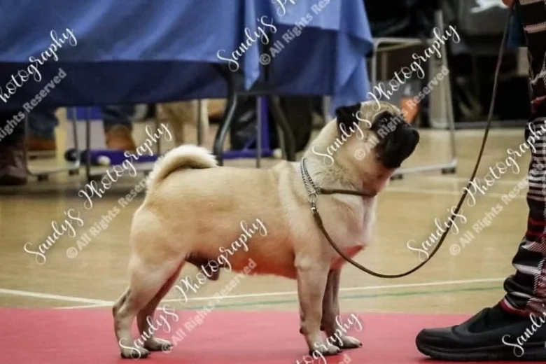 Pug