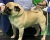Pug