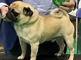 Pug