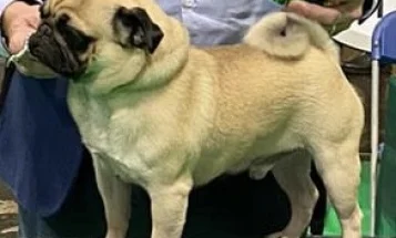 Pug