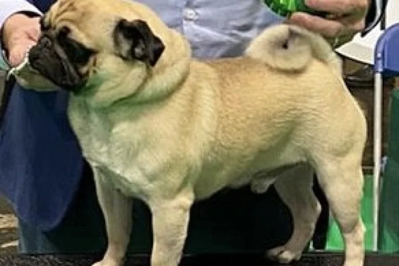 Pug
