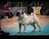 Pug