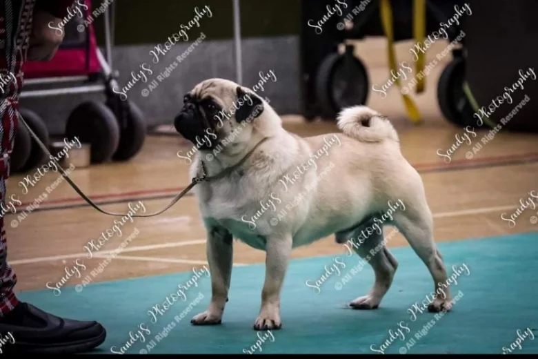 Pug