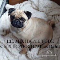 Pug