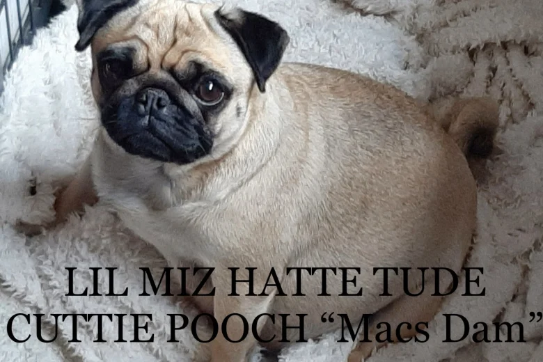 Pug