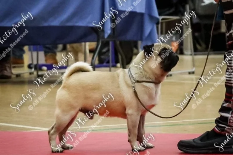 Pug