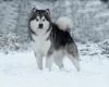 Alaskan Malamute