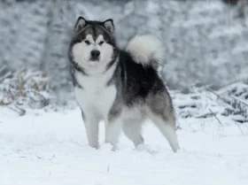 Alaskan Malamute