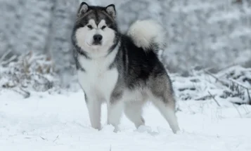 Alaskan Malamute