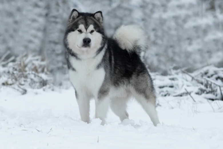 Alaskan Malamute