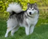 Alaskan Malamute