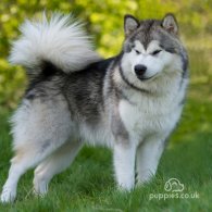 Alaskan Malamute