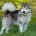 Alaskan Malamute