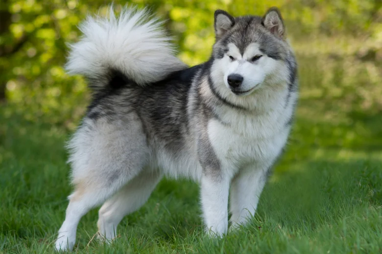 Alaskan Malamute