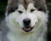 Alaskan Malamute