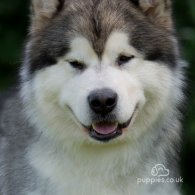 Alaskan Malamute