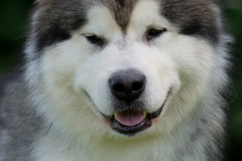 Alaskan Malamute