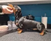 Dachshund (Smooth Haired)