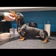 Dachshund (Smooth Haired)