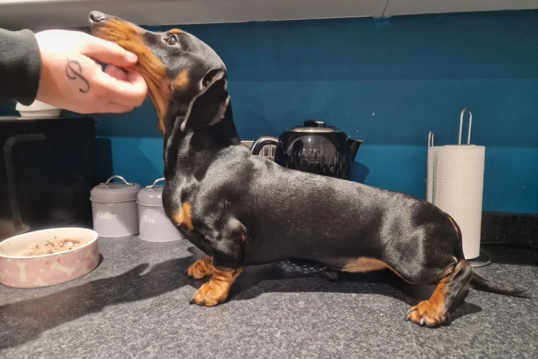 Dachshund (Smooth Haired)