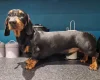 Dachshund (Smooth Haired)