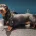 Dachshund (Smooth Haired)