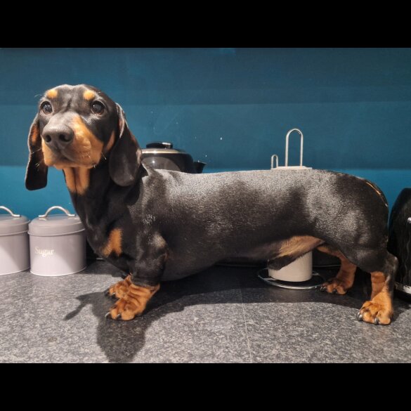 Dachshund (Smooth Haired)