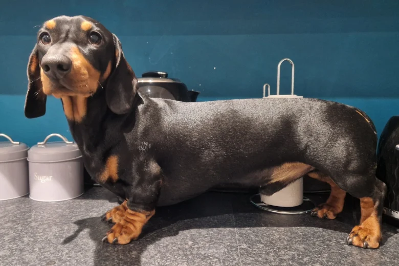 Dachshund (Smooth Haired)