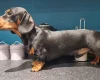 Dachshund (Smooth Haired)
