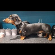 Dachshund (Smooth Haired)