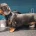 Dachshund (Smooth Haired)