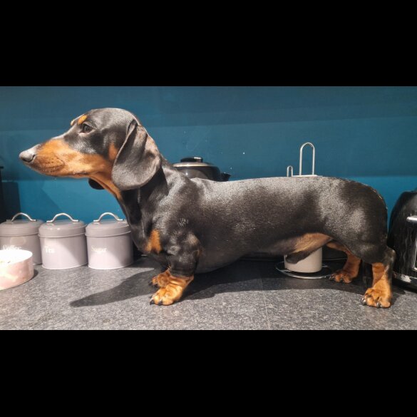 Dachshund (Smooth Haired)