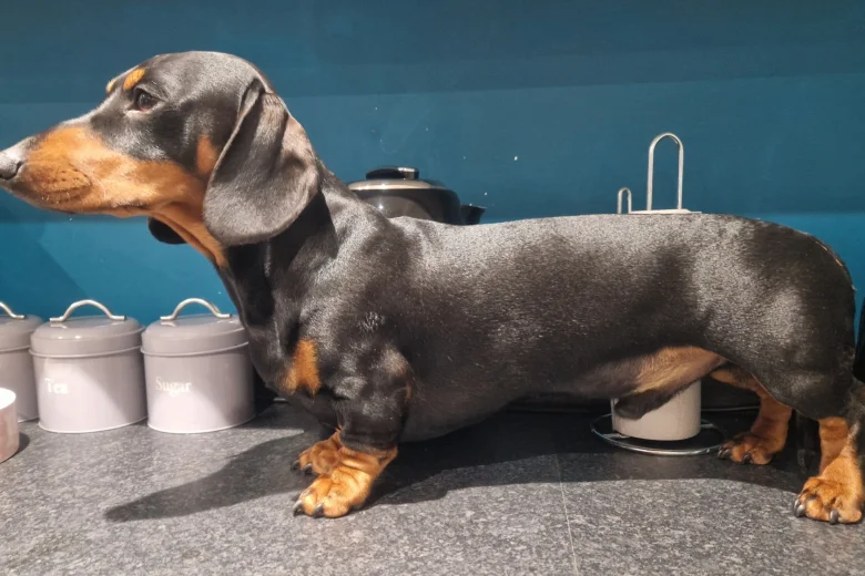 Dachshund (Smooth Haired)