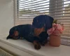 Dachshund (Smooth Haired)