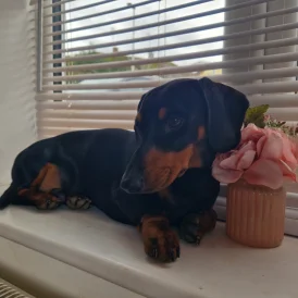 Dachshund (Standard &amp; Miniature)