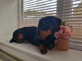 Dachshund (Smooth Haired)