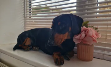 Dachshund (Smooth Haired)