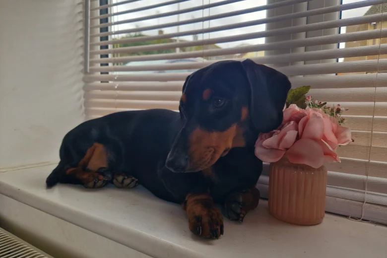 Dachshund (Smooth Haired)