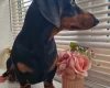 Dachshund (Smooth Haired)