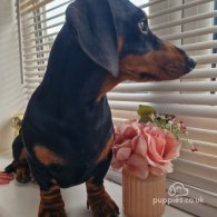 Dachshund (Standard & Miniature)